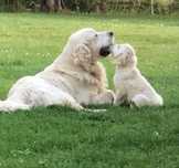 Pui Golden Retriever