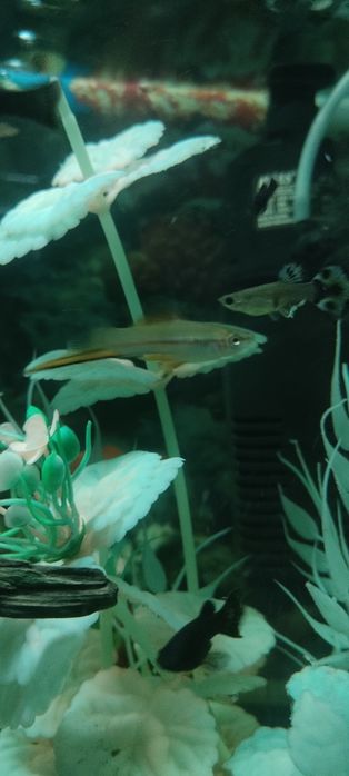 Аквариумный рыбки