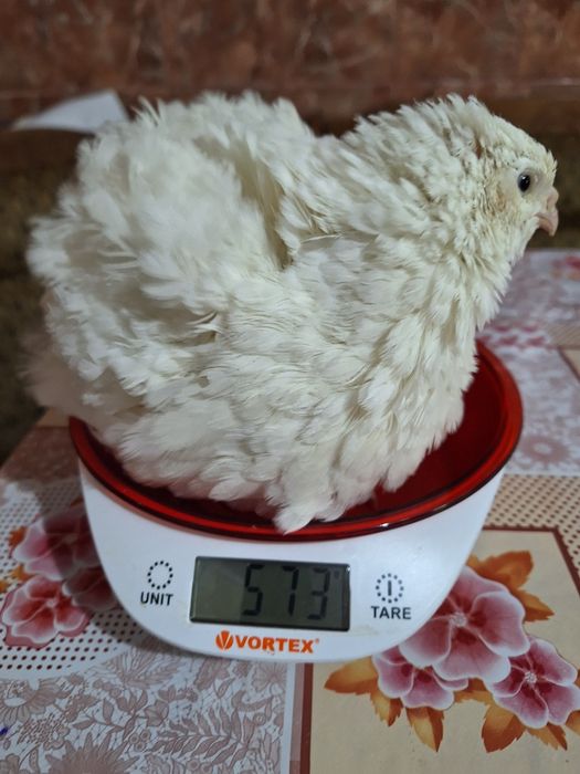 Prepelite giganta polara, japoneza mare , jumbo-gold ,celadon