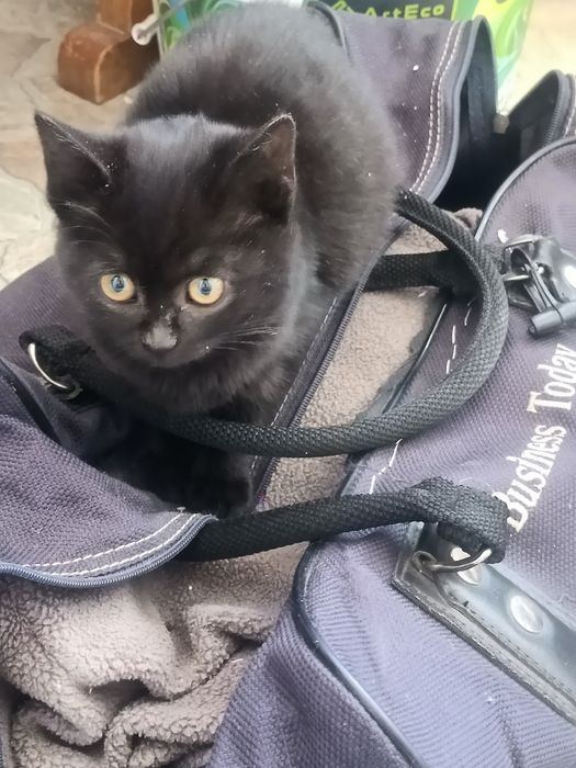 Отдам котенка в добрые руки вместе с кормом