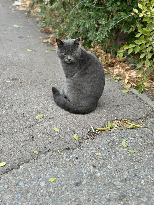 Котик молодой породистый