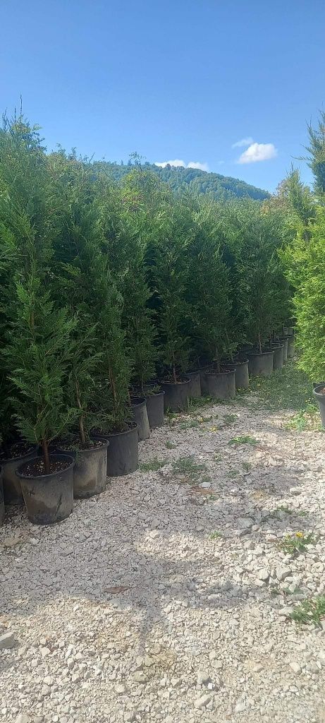 Plante ornamentale la prețuri de producător :
- tuia smaragd
- tuia co
