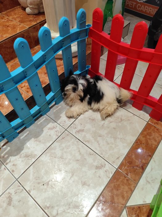 Shih tzu - Blând 4 luni