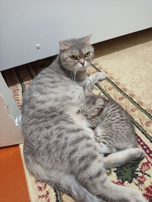 Отдам породистых котят