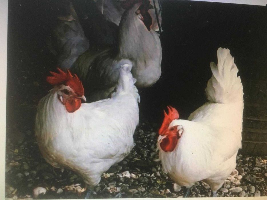 Vand gaini  La Bresse Plymonth Rock Barat Sussex