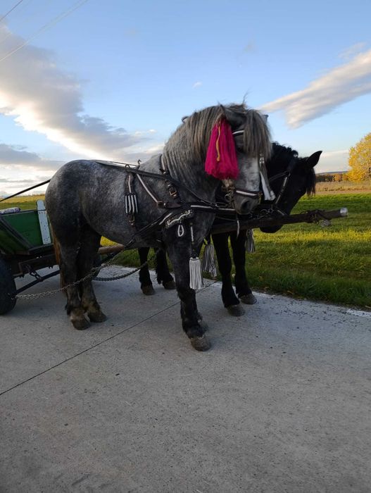 Vând armăsar 2 ani