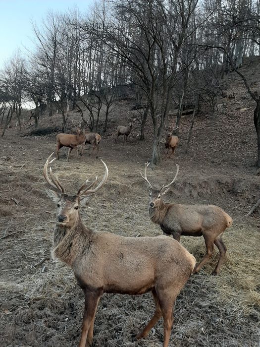 Cervus elaphus masculi si femele