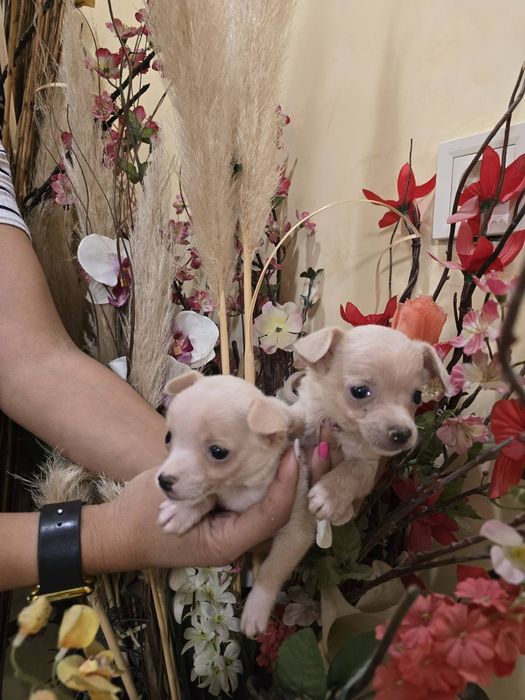 Мини чиху пинчери