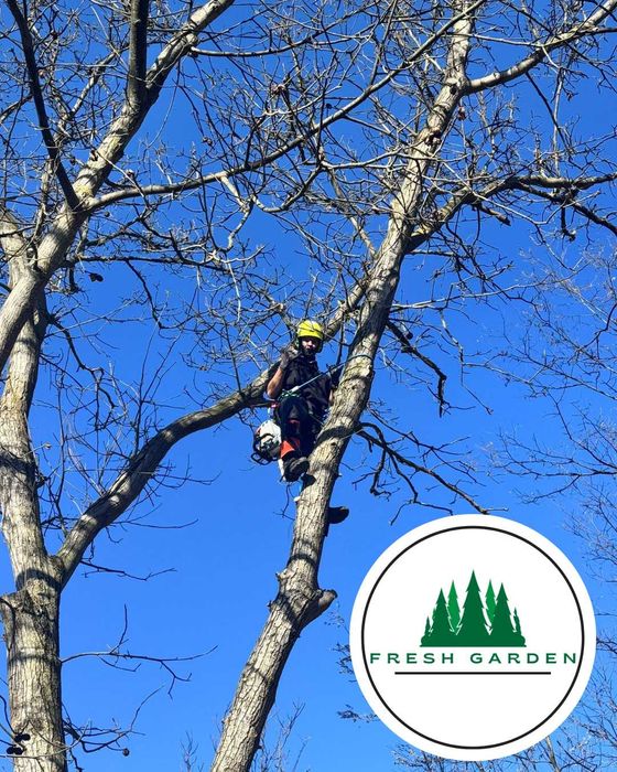 ARBORIST CERTIFICAT Servicii Arboristică din America