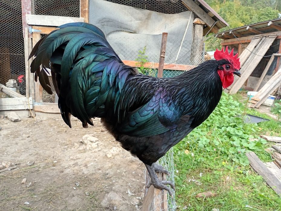 Disponibili din lipsa de spatiu