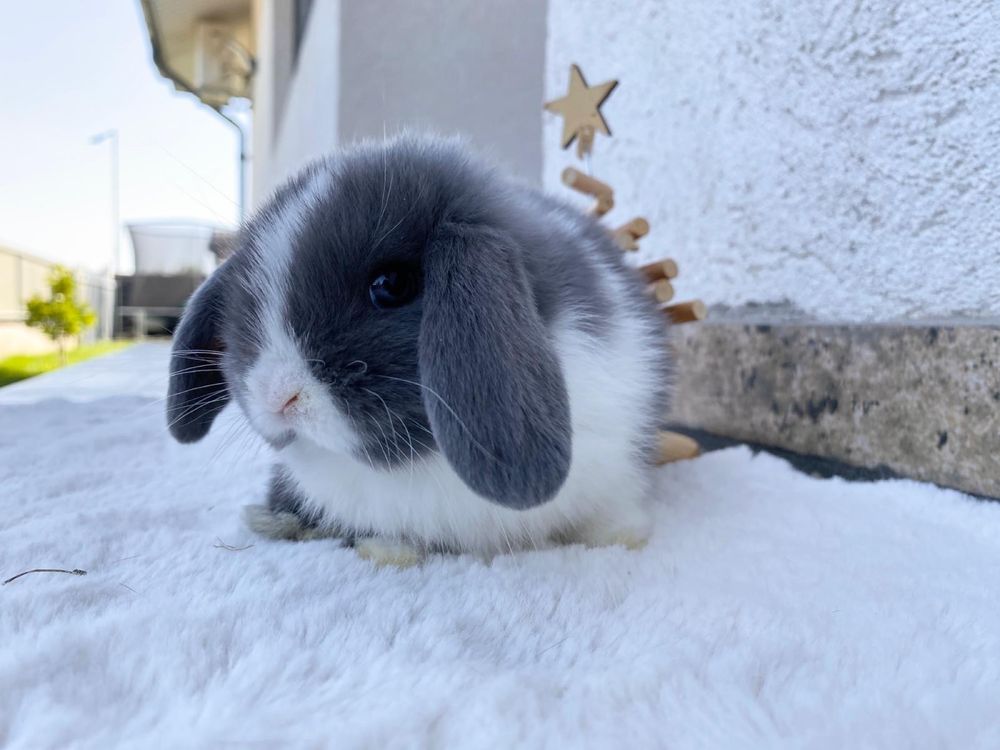 Iepuri pitici de companie berbec pitic/holland lop/mini lop