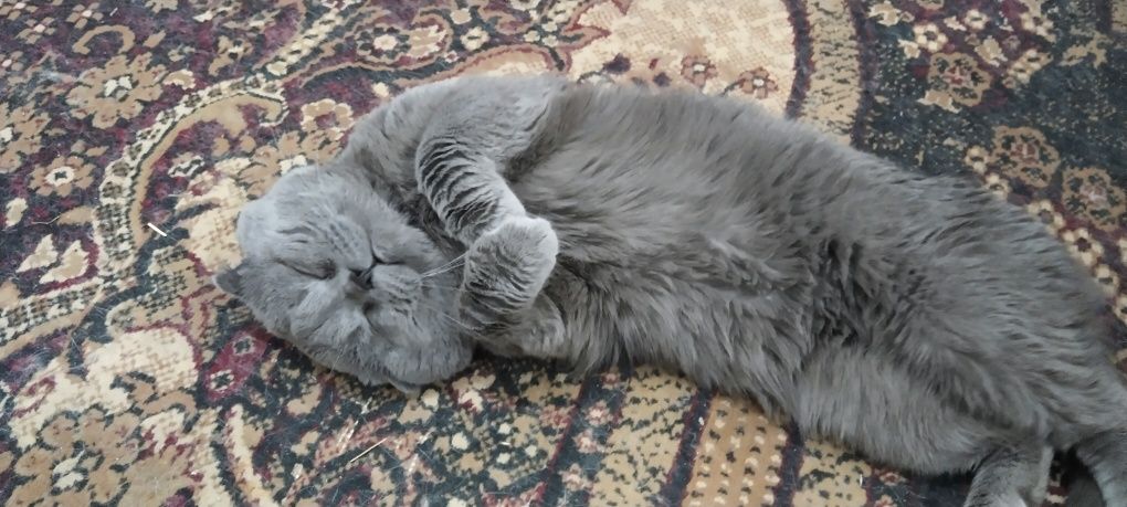 Котята Скоттиш  фолд правильной  вязки