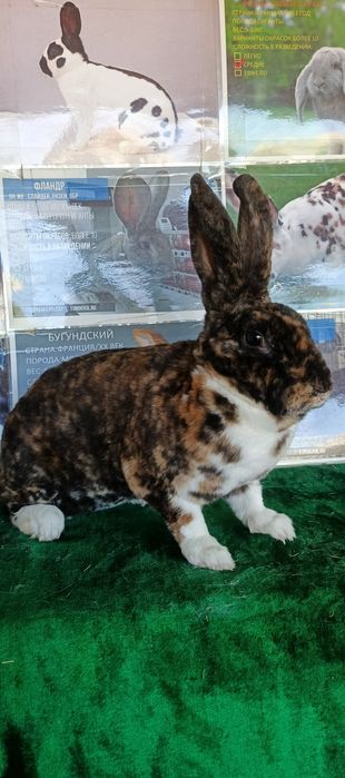 Рекс зоти куенлар