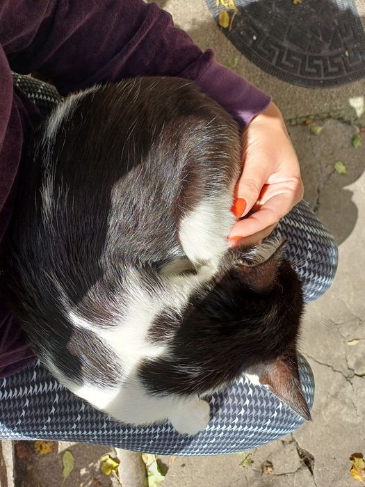 Подарявам гальовна женска котка