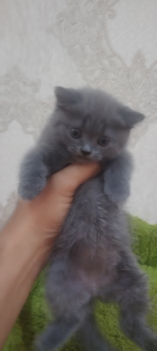 Продается котенок, порода Шотландский