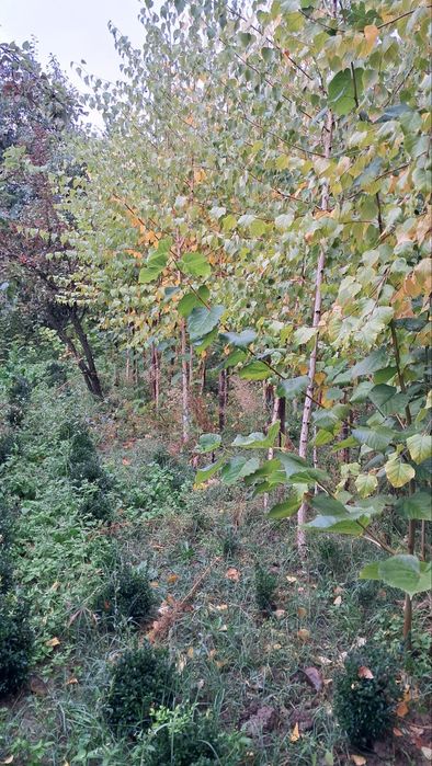 Manzalari ko'chatlar sotiladi. Narxini kelishamiz optim dona.