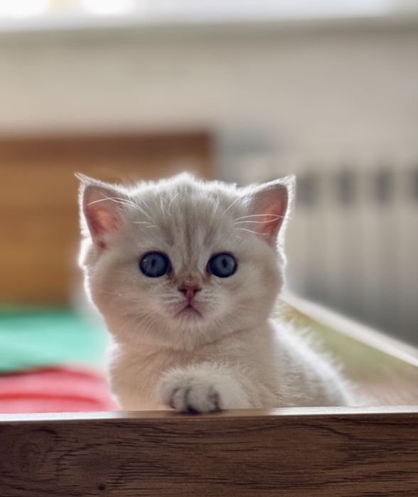 Серебристая шиншилла.девочка