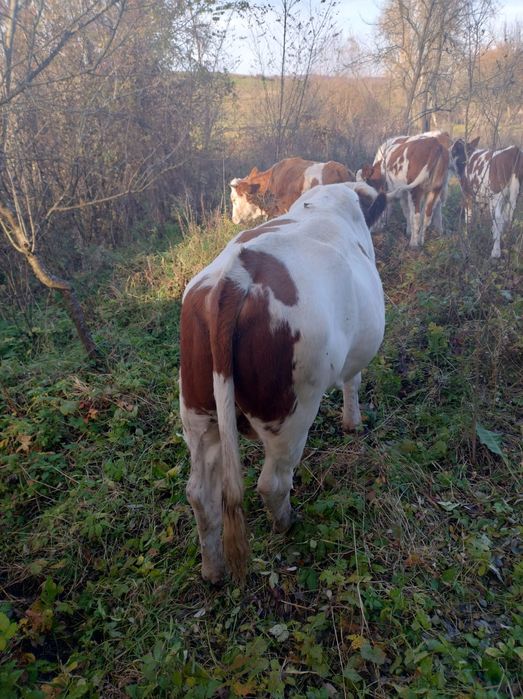 Vând taur de 1 și 8 luni