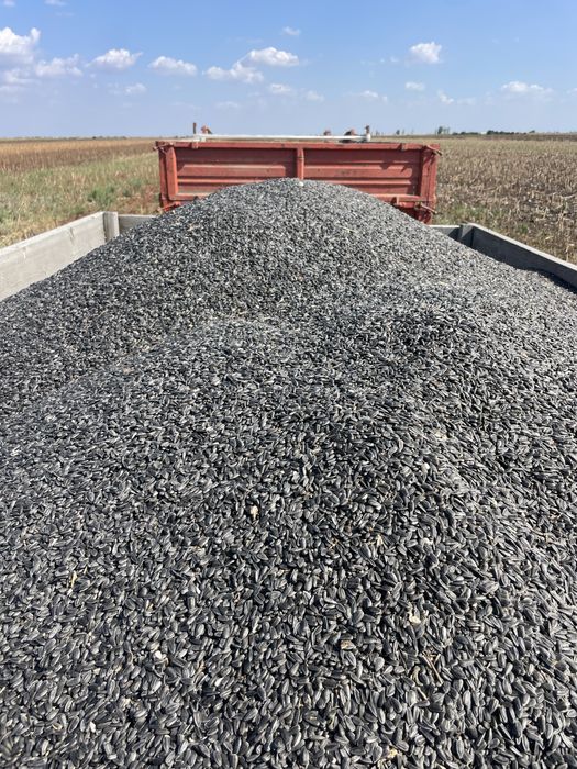 Vand floarea soarelui