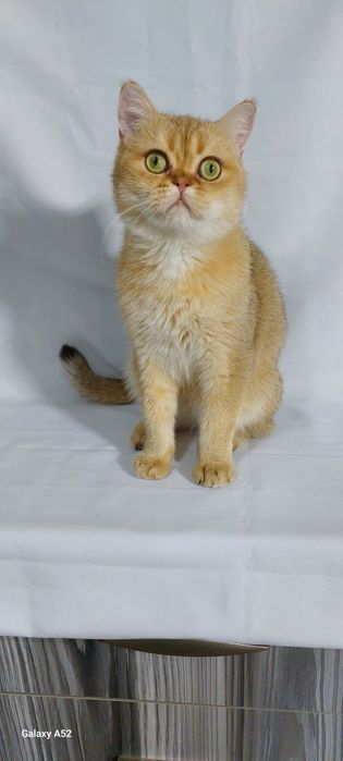 Продаётся  мальчик  очень  сладкий  и ласковый  породы  британский