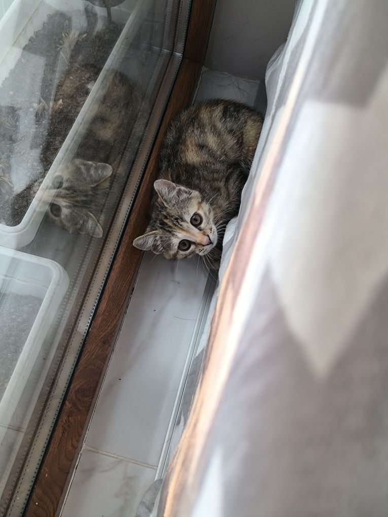 Котенце си търси дом и грижливи стопани