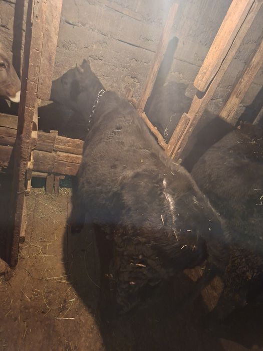 Продам тёлку хорошая