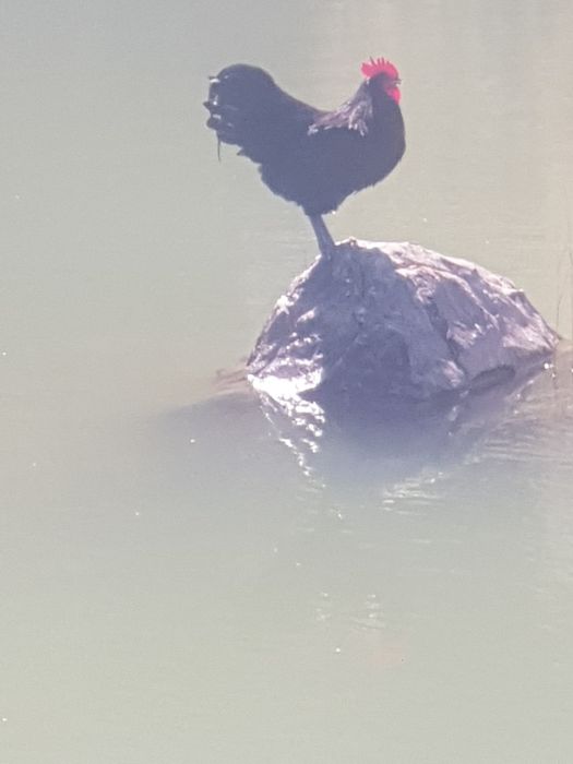 Familii de australorp