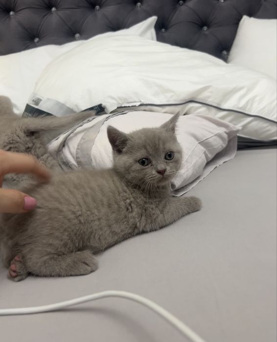 Vând pisoi din rasa British Shorthair Lila/ Fawn, motănel