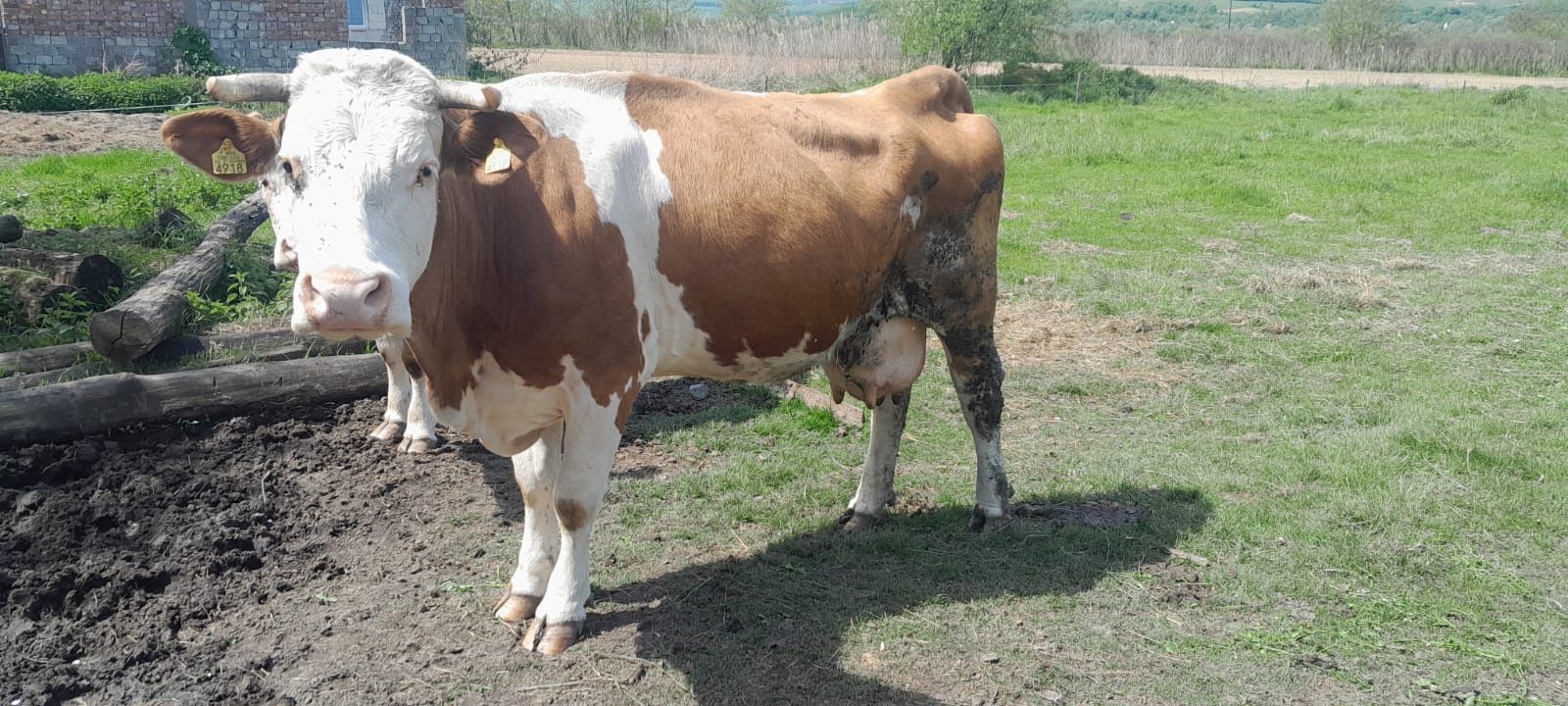 Vaca bălțată românească