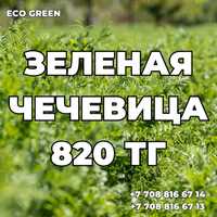 Семена зеленой чечевицы Екатериновская