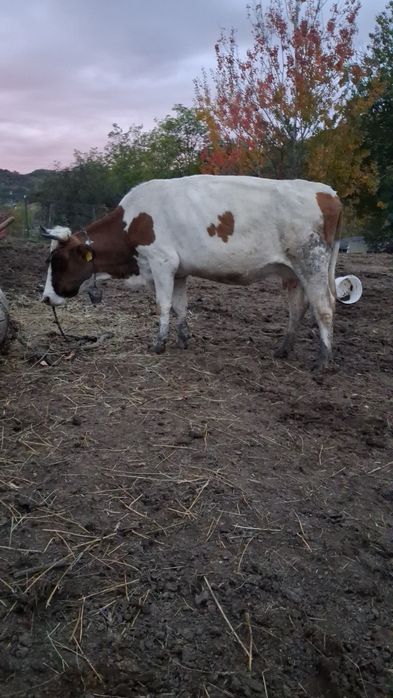 Vand 2  vaci de prăsilă