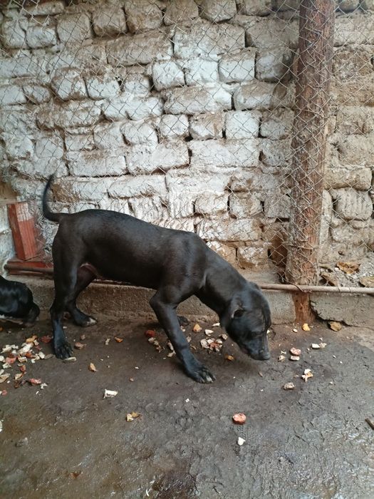 Мъжки питбул черен