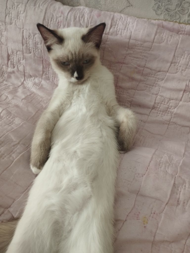 Объявление котят