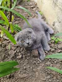 Vând pisici scottish fold