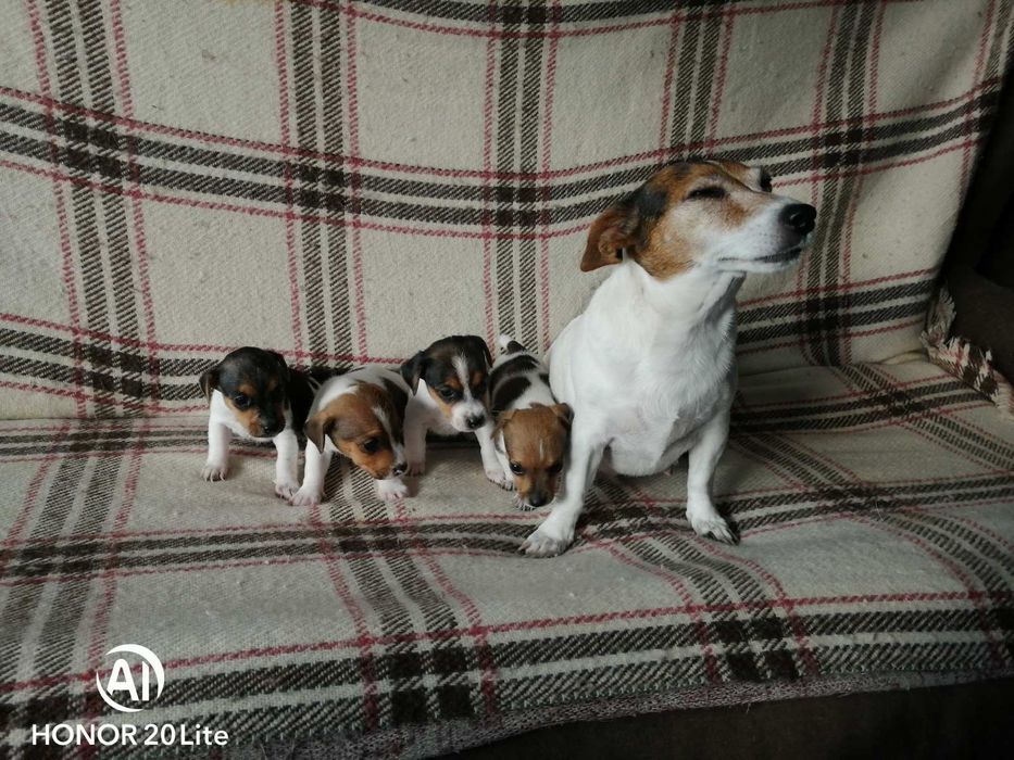 Продавам малки джак ръсел териери