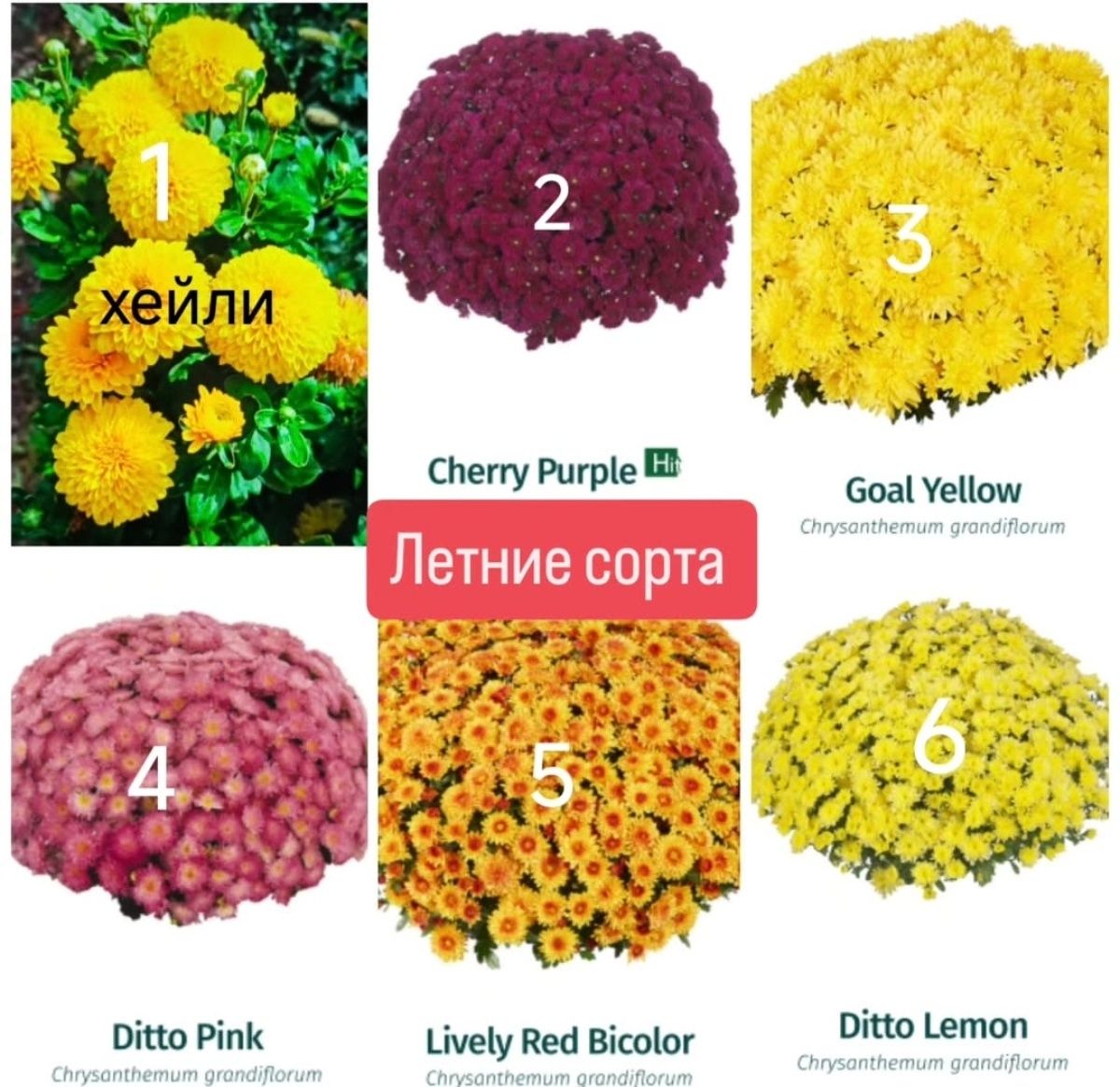 Хризантема мультифлора