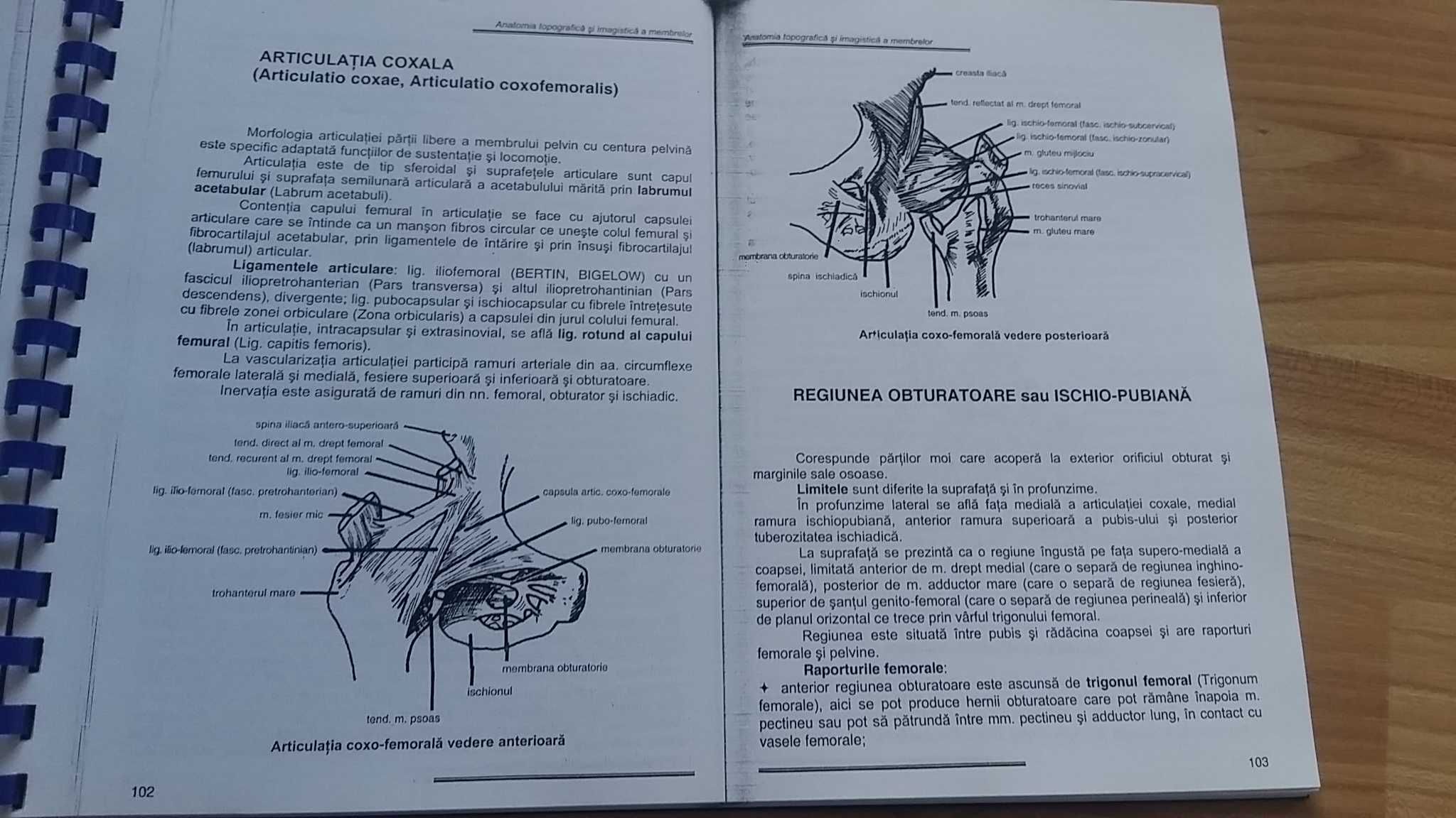 Anatomia topografica a memebrelor ulmeanu bordei