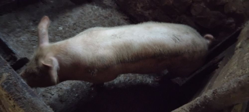 Прасе на 8 месеца