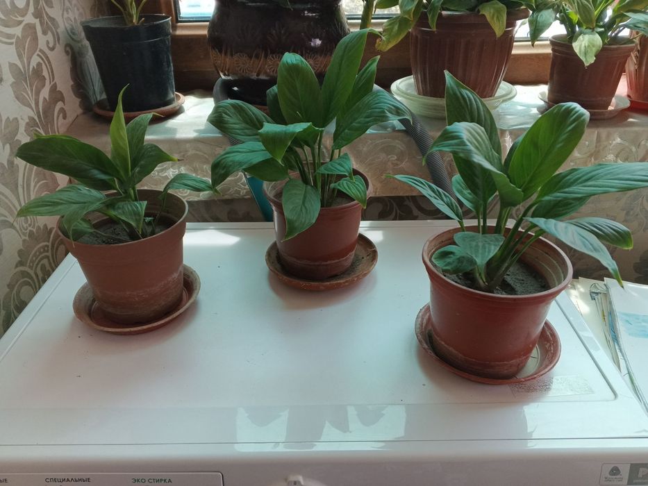 Спатифиллум женское счастье