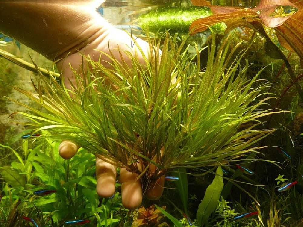аквариумные растения