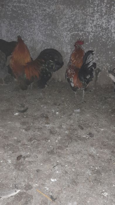 Vând cocoși pitici