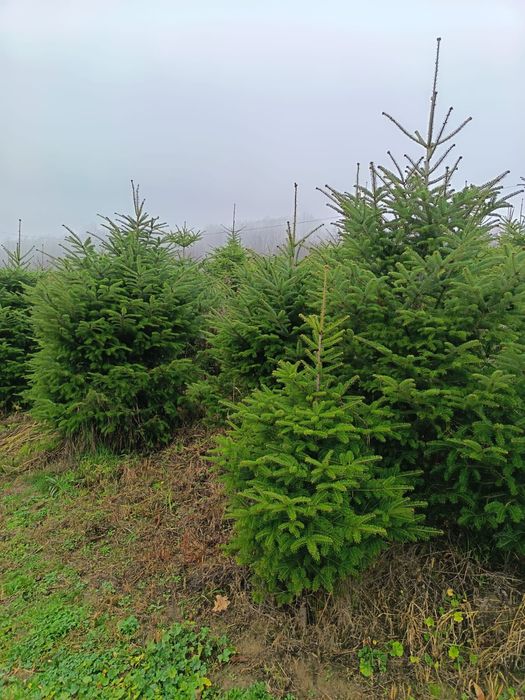 Vând Pomi de Crăciun Brad romanesc