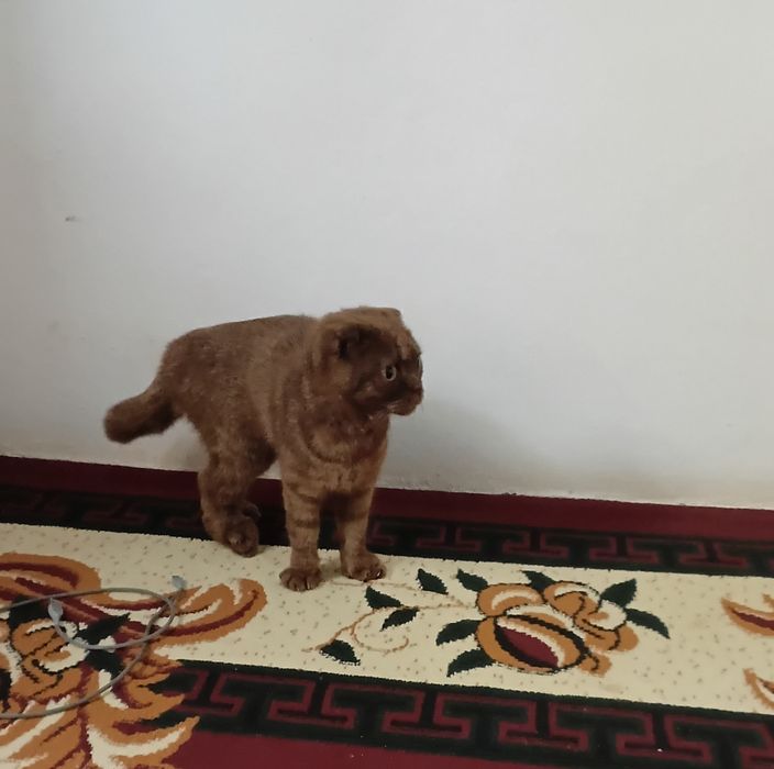 Zotdor mushuk juda aqilli