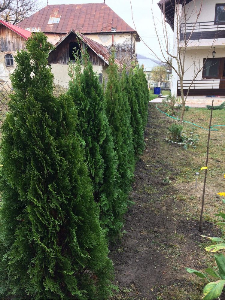 Tuia Smarald / Smaragd / Chiparos Leylandii / Bonsai