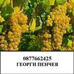 Грозде Мускат отонел