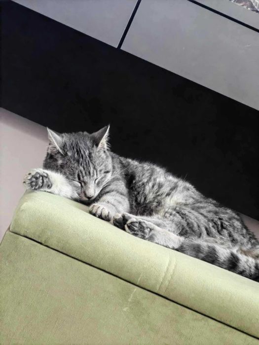 Мило женско коте търси дом!