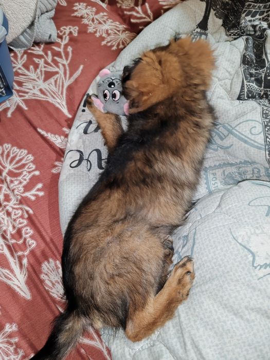 Se doneaza acest pui de cățeluș