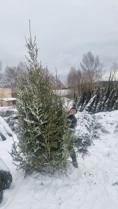 Елки новогодние