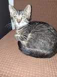 Ofer spre adoptie