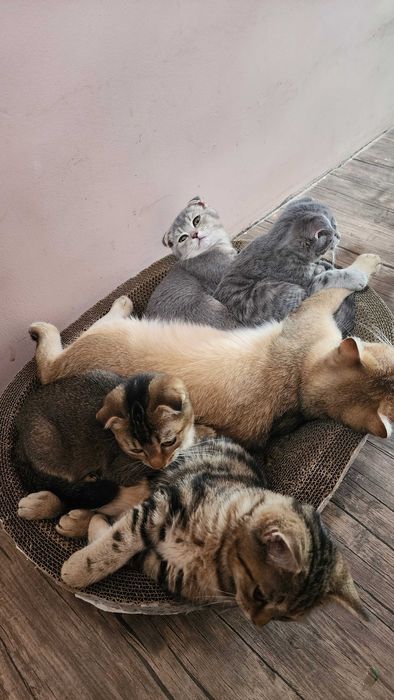 Продаются котята